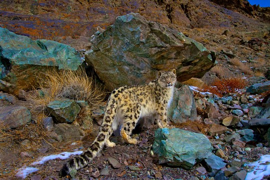 Snow Leopard - Hemis National Park